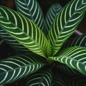 zebra plant