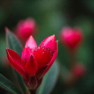 lipstick plant
