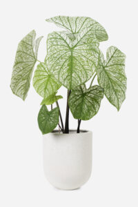 elephant ear plant